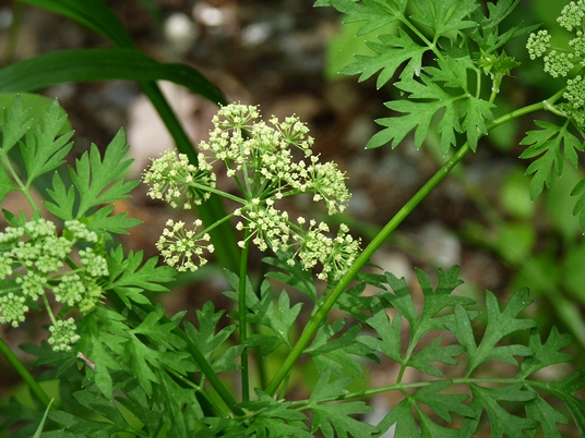 {Thaspium pinnatifidum}